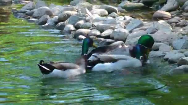 Анимальная утка в озере — стоковое видео