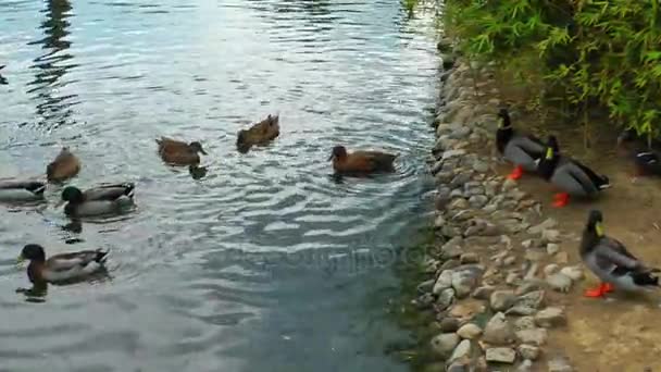 Djur fågel anka i sjön — Stockvideo