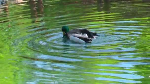 Anatra di uccello animale nel lago — Video Stock