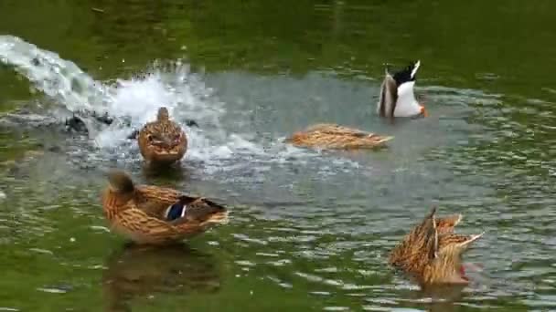Djur fågel anka i sjön — Stockvideo