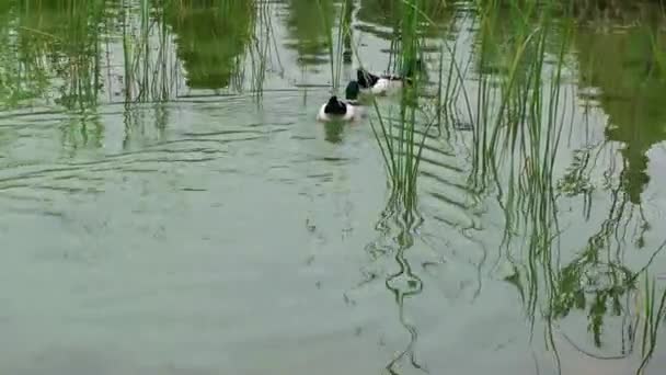 Canard d'oiseaux dans le lac 