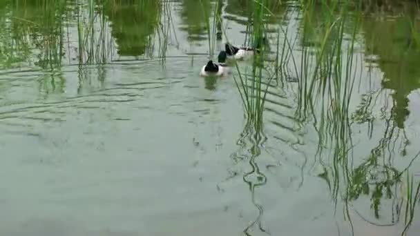 Canard d'oiseaux dans le lac — Video