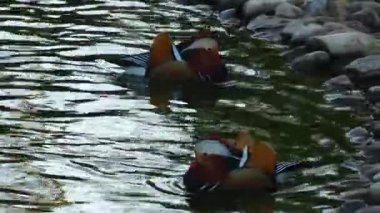 Hayvan kuş ördek göl