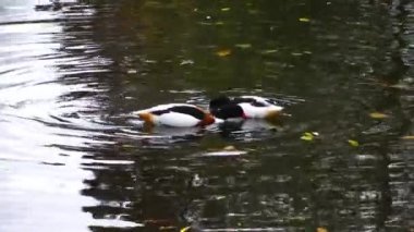 Hayvan kuş ördek göl