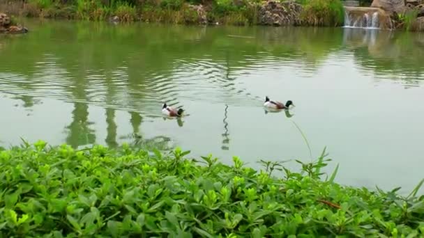 Animal Bird Duck in Lake — Stock Video