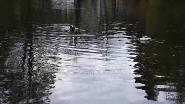 湖の動物鳥鴨 — ストック動画