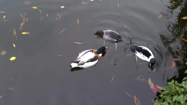 Djur fågel anka i sjön — Stockvideo