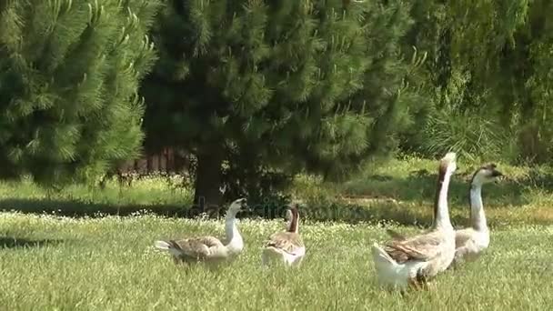 Tier Vogel Ente im See — Stockvideo