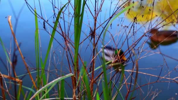 Pato pájaro animal en el lago — Vídeos de Stock