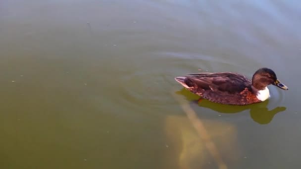 สัตว์นกเป็ดในทะเลสาบ — วีดีโอสต็อก