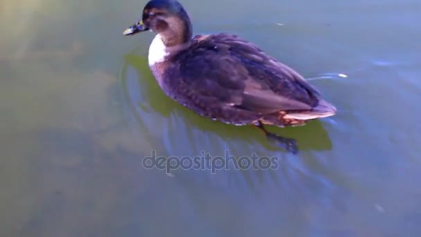 Dierlijke vogel eend in Lake — Stockvideo
