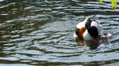 Hayvan kuş ördek göl