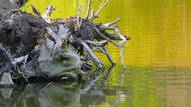 Green Lake Water Surface in Nature — Stock Video