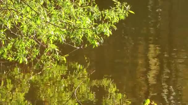 Gröna sjön vattenytan i naturen — Stockvideo