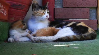 Tatlı sevimli yavru kedi