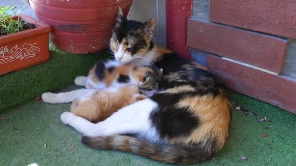 Γλυκό αξιολάτρευτο γατάκι γάτα — Αρχείο Βίντεο