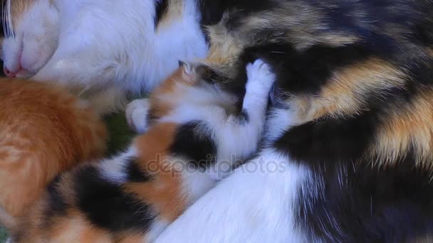 Dulce Adorabil Kitty Cat — Videoclip de stoc