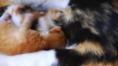 Tatlı sevimli yavru kedi
