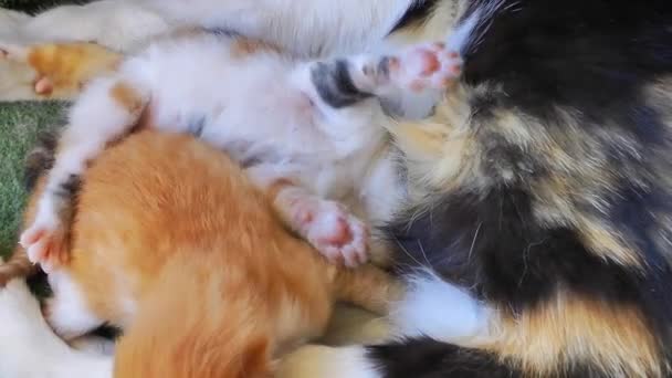 Dulce adorable gatito gato — Vídeo de stock