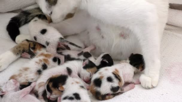 Chaton adorable doux chat 