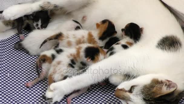 Dolce adorabile gattino gatto — Video Stock