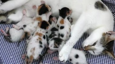 Tatlı sevimli yavru kedi