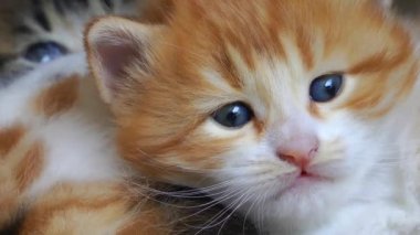 Tatlı sevimli yavru kedi