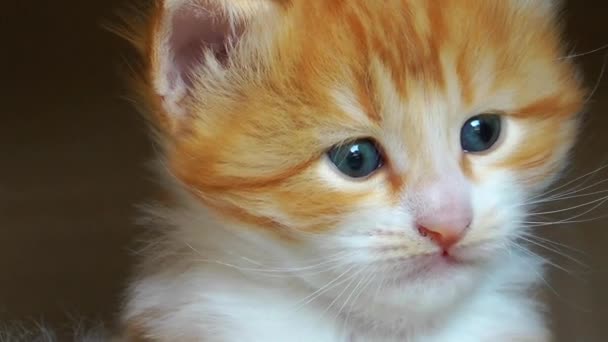 Dolce adorabile gattino gatto — Video Stock