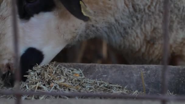 Mamífero fazenda ovelhas animais — Vídeo de Stock