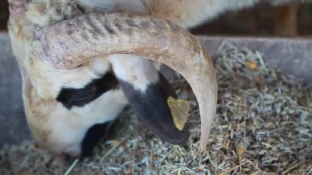 Mammifères Animaux de ferme Moutons — Video