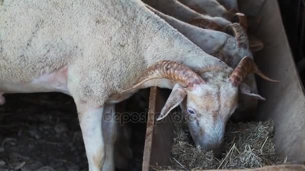哺乳類のファーム動物の羊 — ストック動画