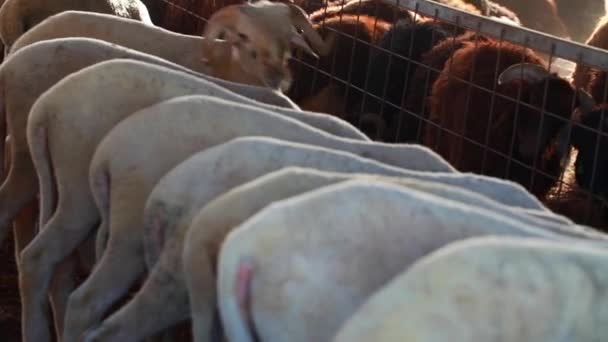 Mammifères Animaux de ferme Moutons — Video