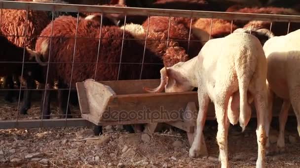 Mamífero fazenda ovelhas animais — Vídeo de Stock