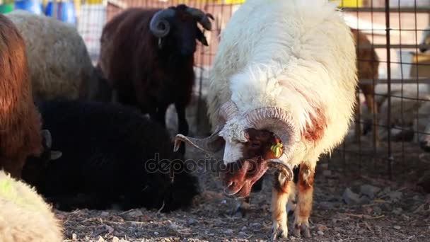 Mamífero fazenda ovelhas animais — Vídeo de Stock