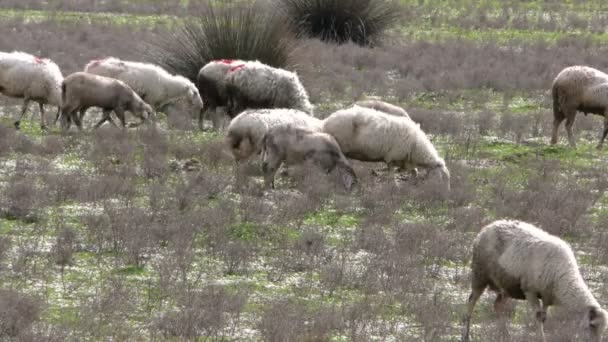 Zoogdier boerderij dieren Sheeps — Stockvideo