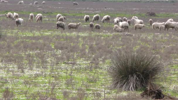 Овцы с фермы млекопитающих — стоковое видео