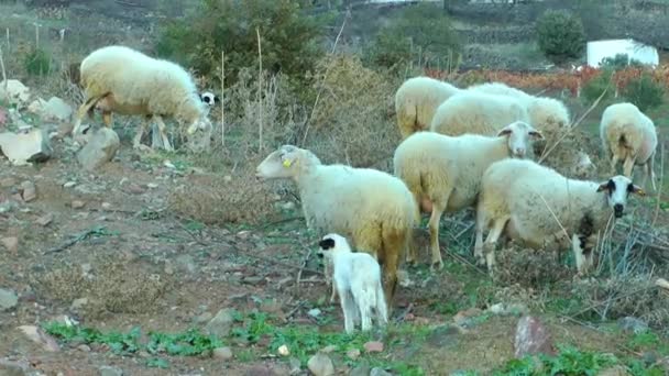 Ovejas de animales de granja de mamíferos — Vídeos de Stock