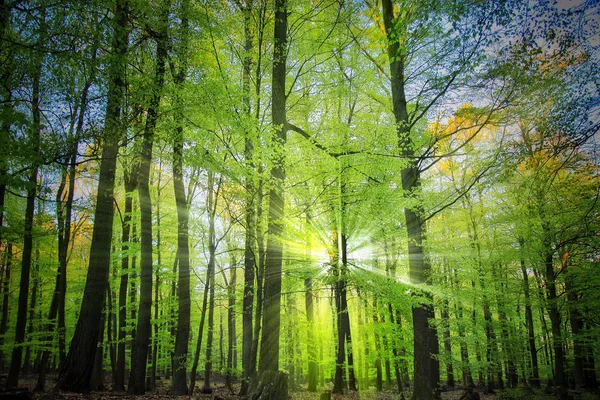 Bäume im Wald in grüner Natur — Stockfoto