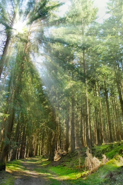 Yeşil doğada ormandaki ağaçlar