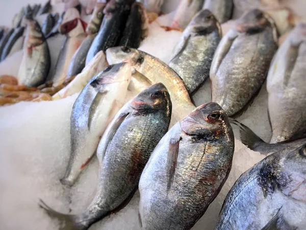 Vissen op het ijs in de winkel — Stockfoto