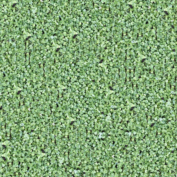 Seamless Tileable Natural Ground Field Texture — Stock Photo, Image