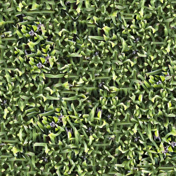 Бесшовная тилируемая текстура естественного грунтового поля — стоковое фото