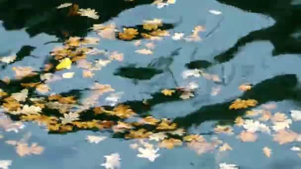 Blätter am Wasser des Sees — Stockvideo