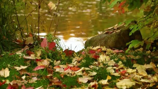 Hojas en el agua del lago — Vídeos de Stock