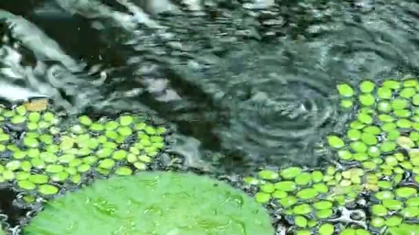 Leaves on Lake Water — Stock Video