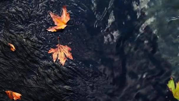 Bladeren op Lake Water — Stockvideo