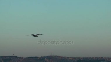 Uçan hayvan kuş martılar