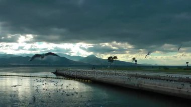 Uçan hayvan kuş martılar