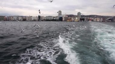 Uçan hayvan kuş martılar