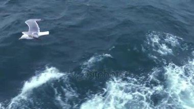 Uçan hayvan kuş martılar